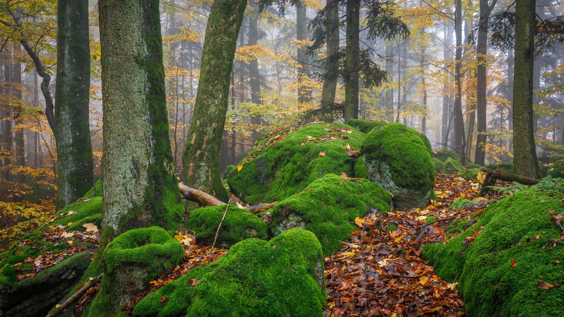 herbstwald