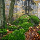 herbstwald