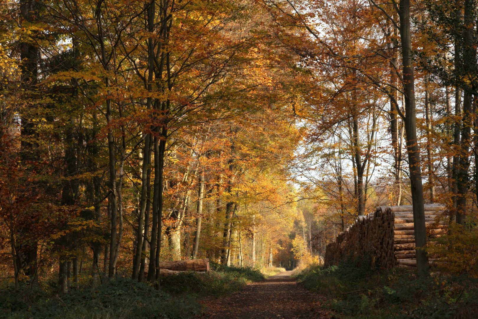 Herbstwald!