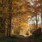 Herbstwald!