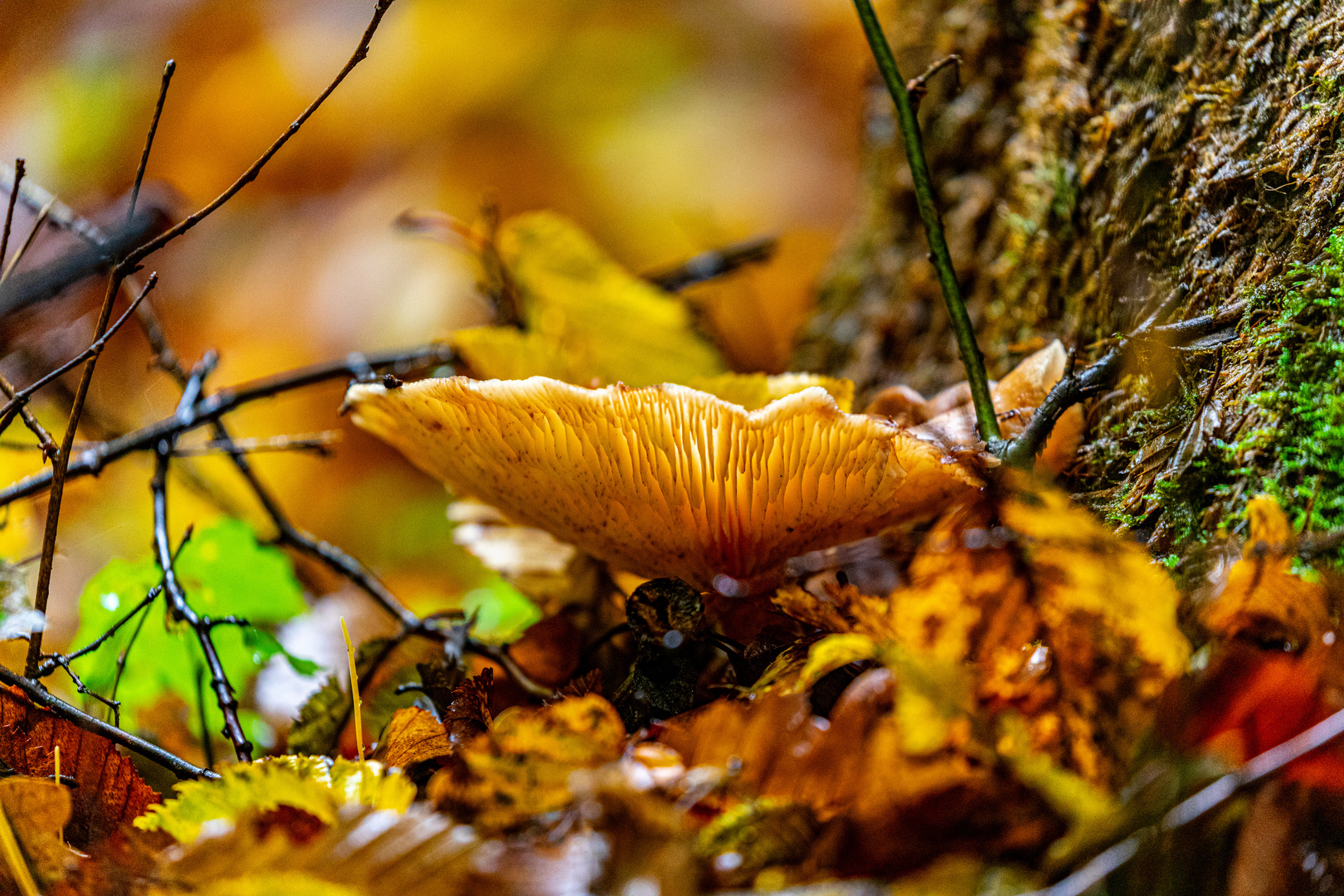 Herbstwald