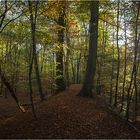 Herbstwald