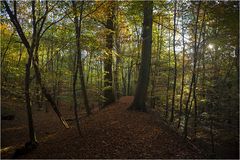 Herbstwald