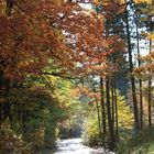 Herbstwald