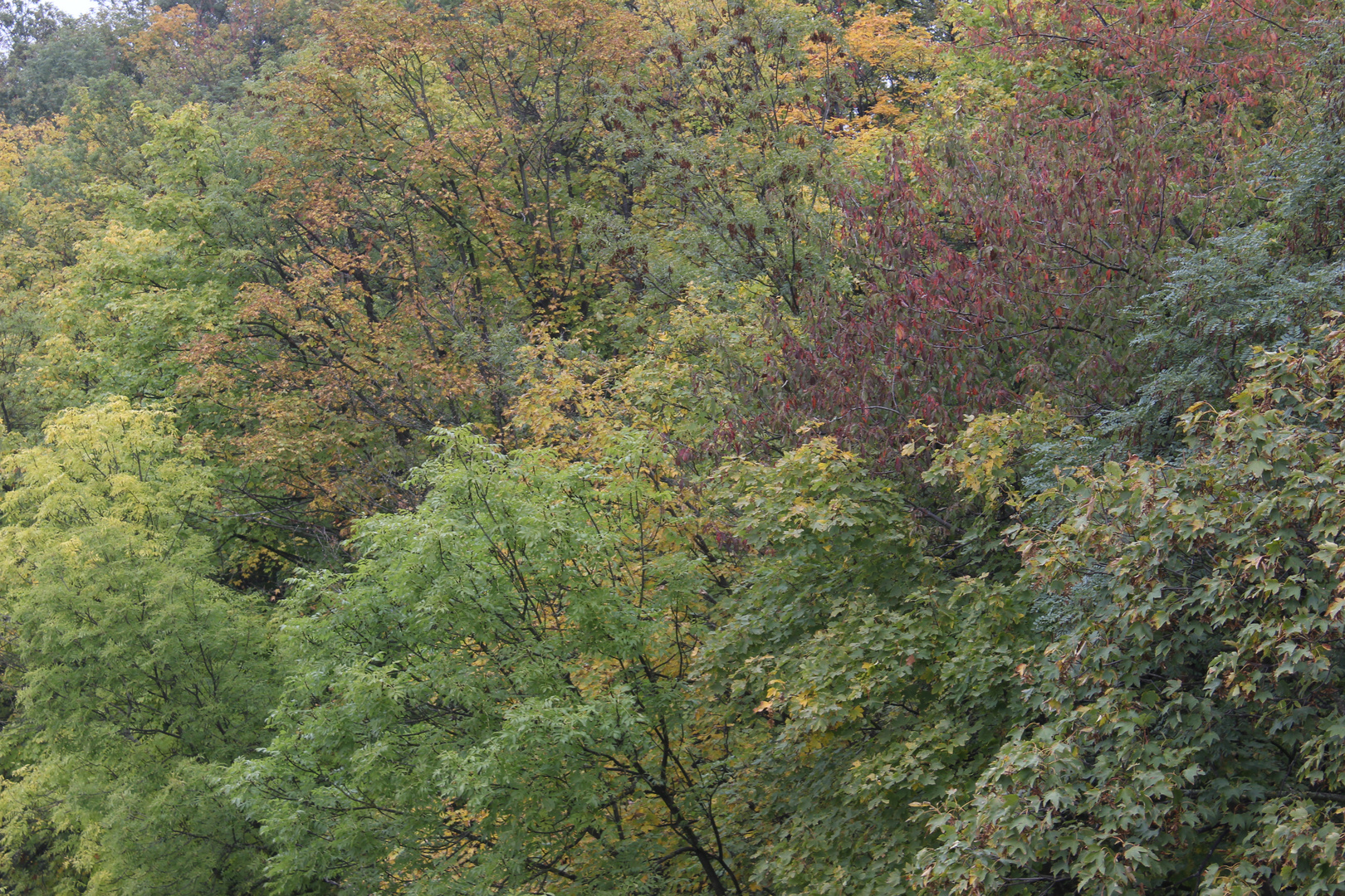 Herbstwald