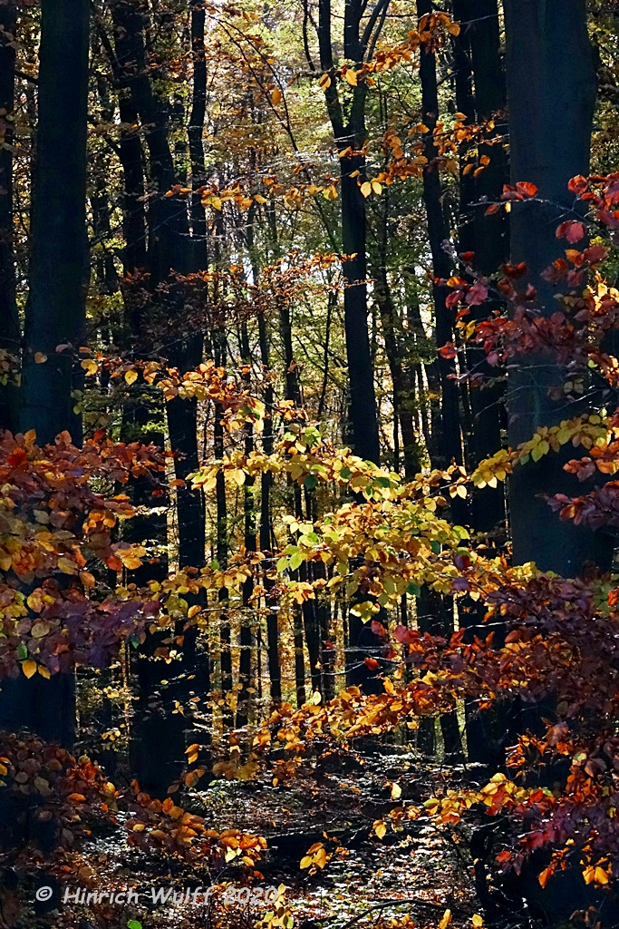 Herbstwald