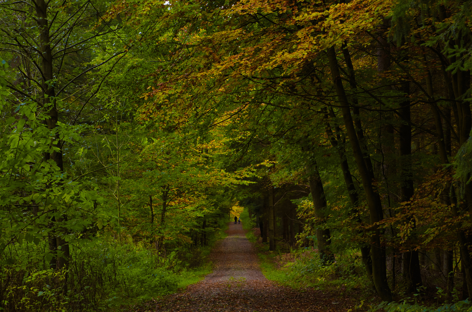 Herbstwald Fahrenholz 1