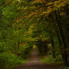 Herbstwald Fahrenholz 1