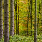 Herbstwald Fahrenholz 2