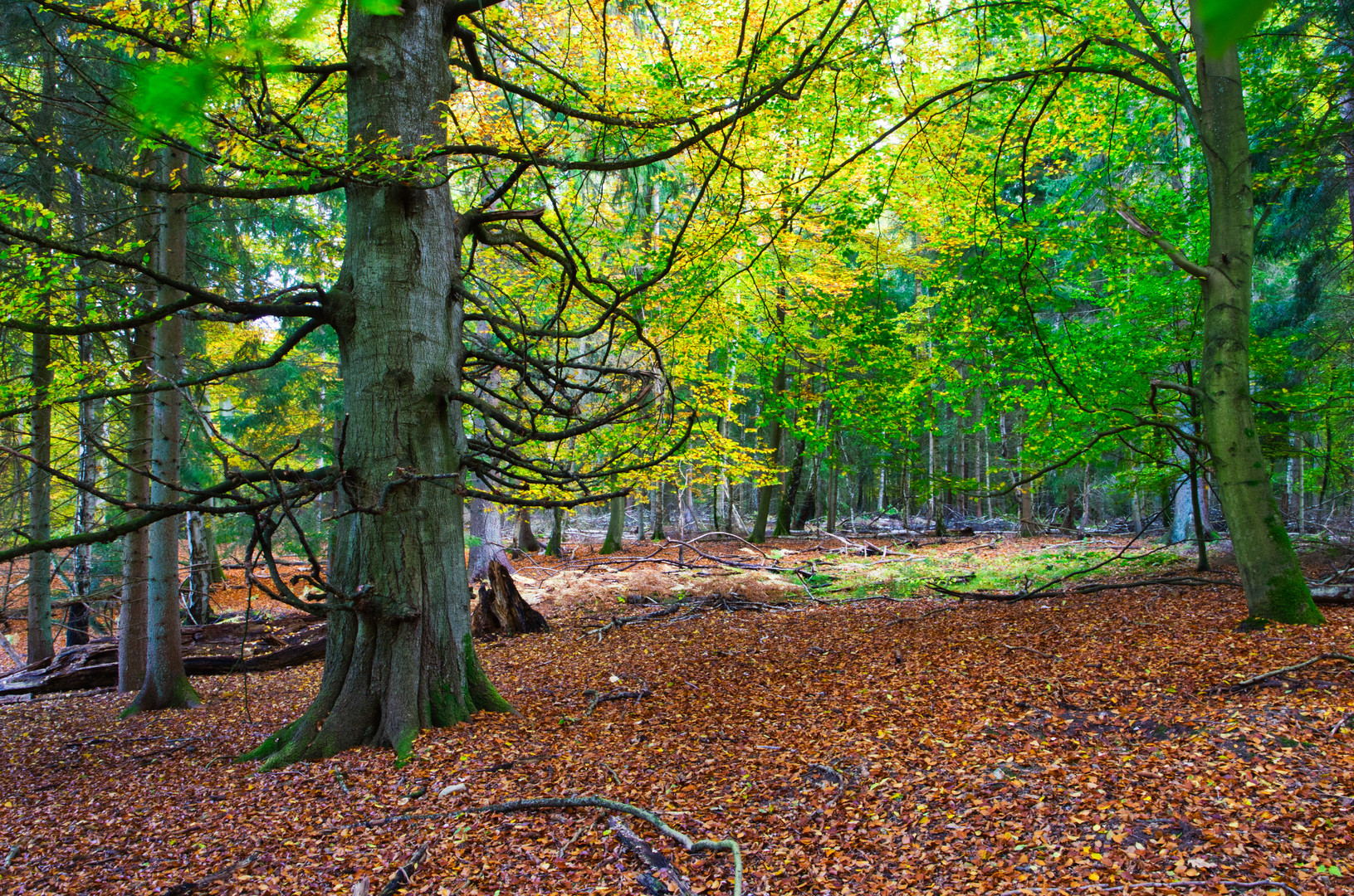 Herbstwald Fahrenholz 4