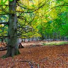Herbstwald Fahrenholz 4