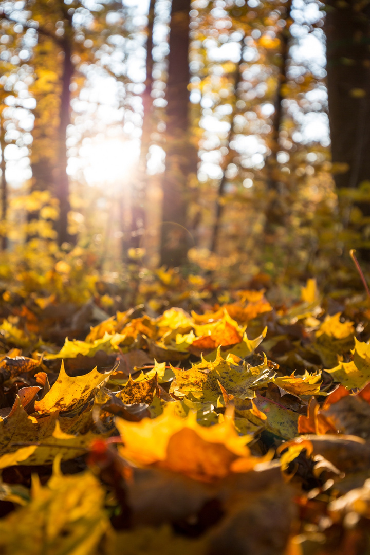 Herbstwald