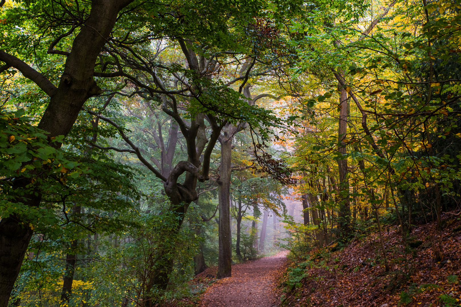 Herbstwald