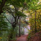 Herbstwald