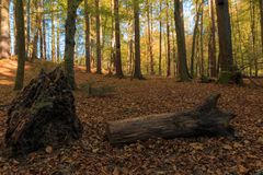 Herbstwald