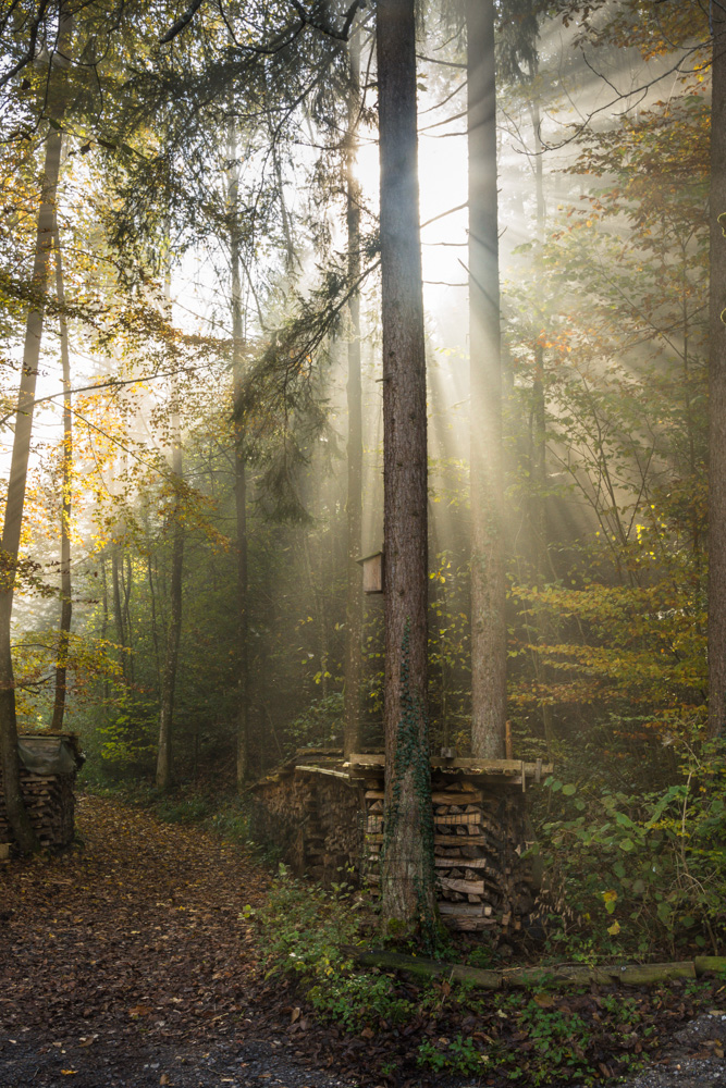 Herbstwald