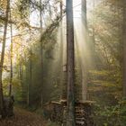 Herbstwald