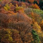 Herbstwald