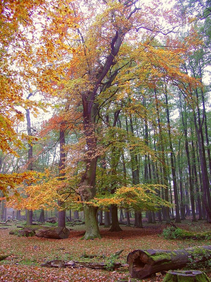 Herbstwald