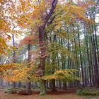 Herbstwald