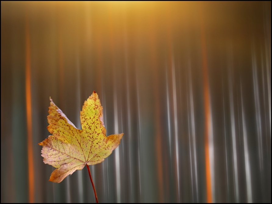 Herbst.Wald