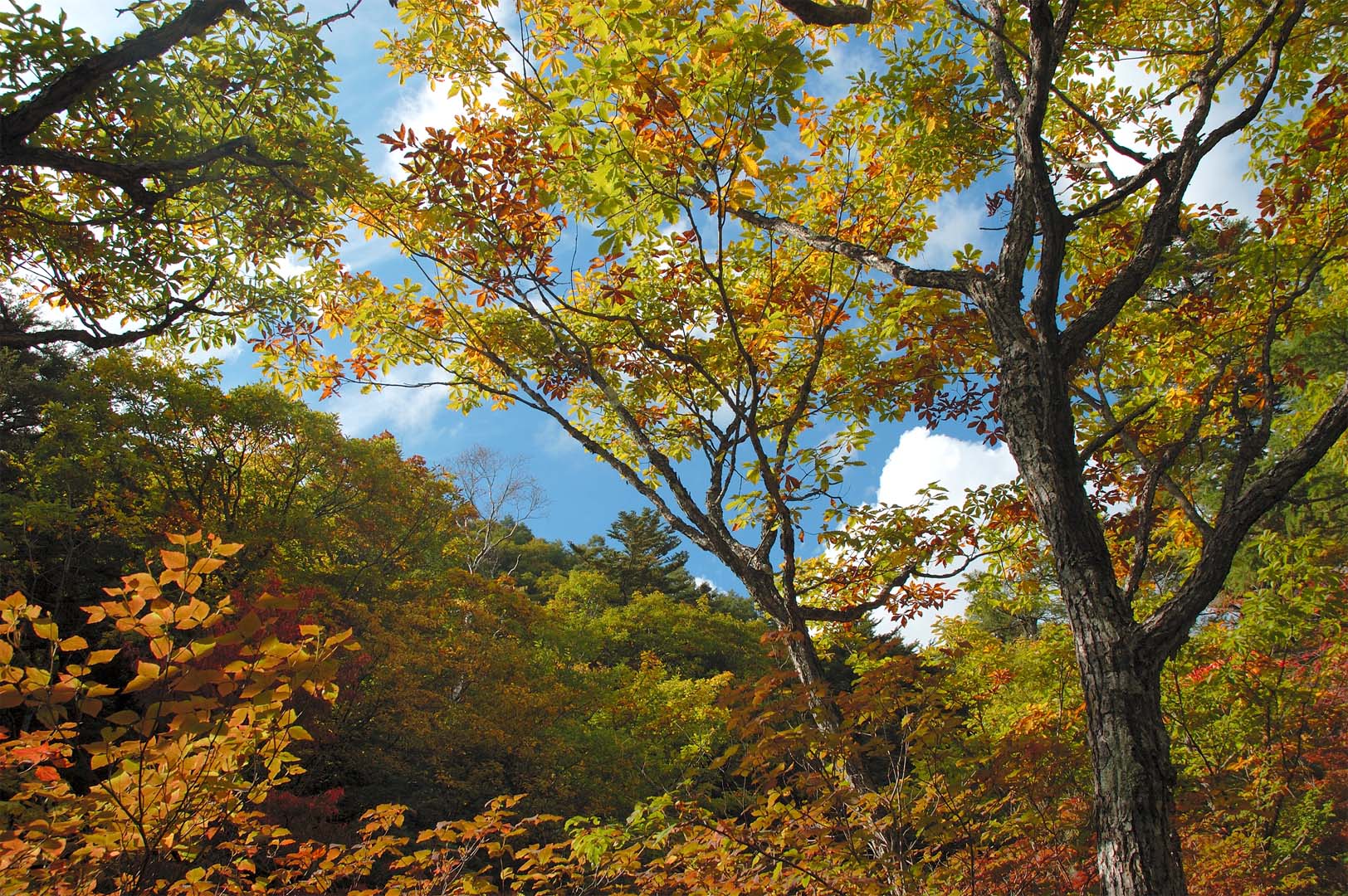 Herbstwald