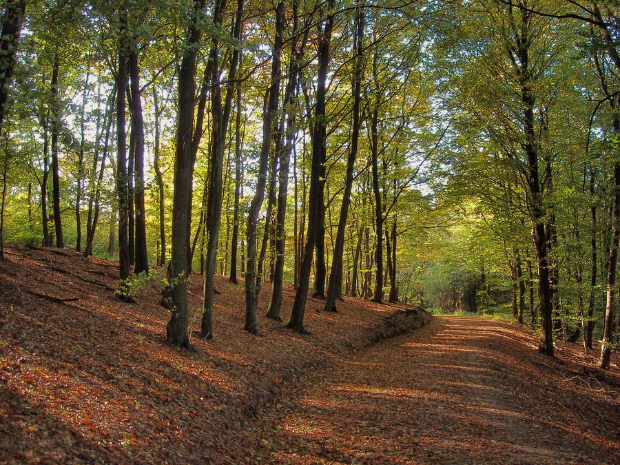 Herbstwald