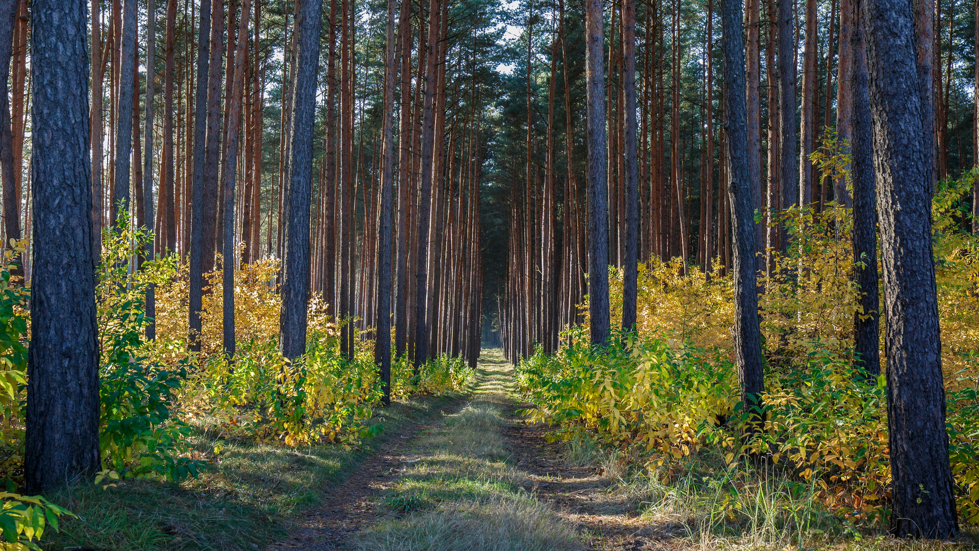 "Herbstwald"