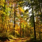 Herbstwald