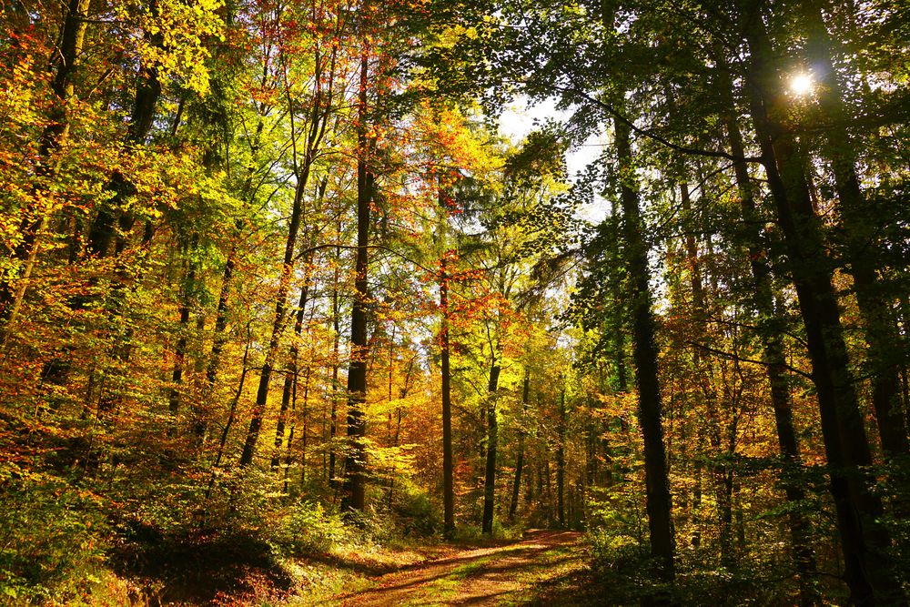 Herbstwald