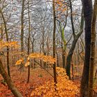 Herbstwald