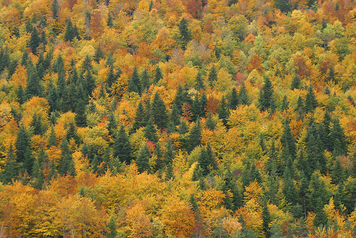 Herbstwald