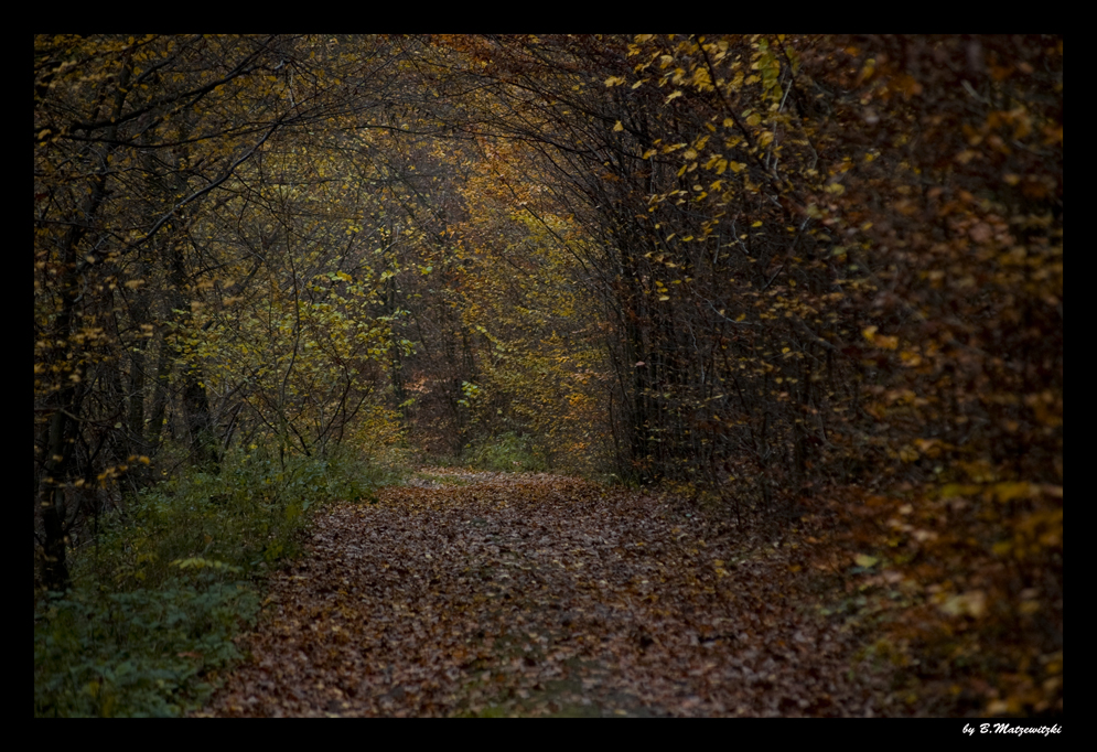 Herbstwald