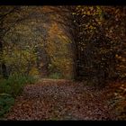 Herbstwald