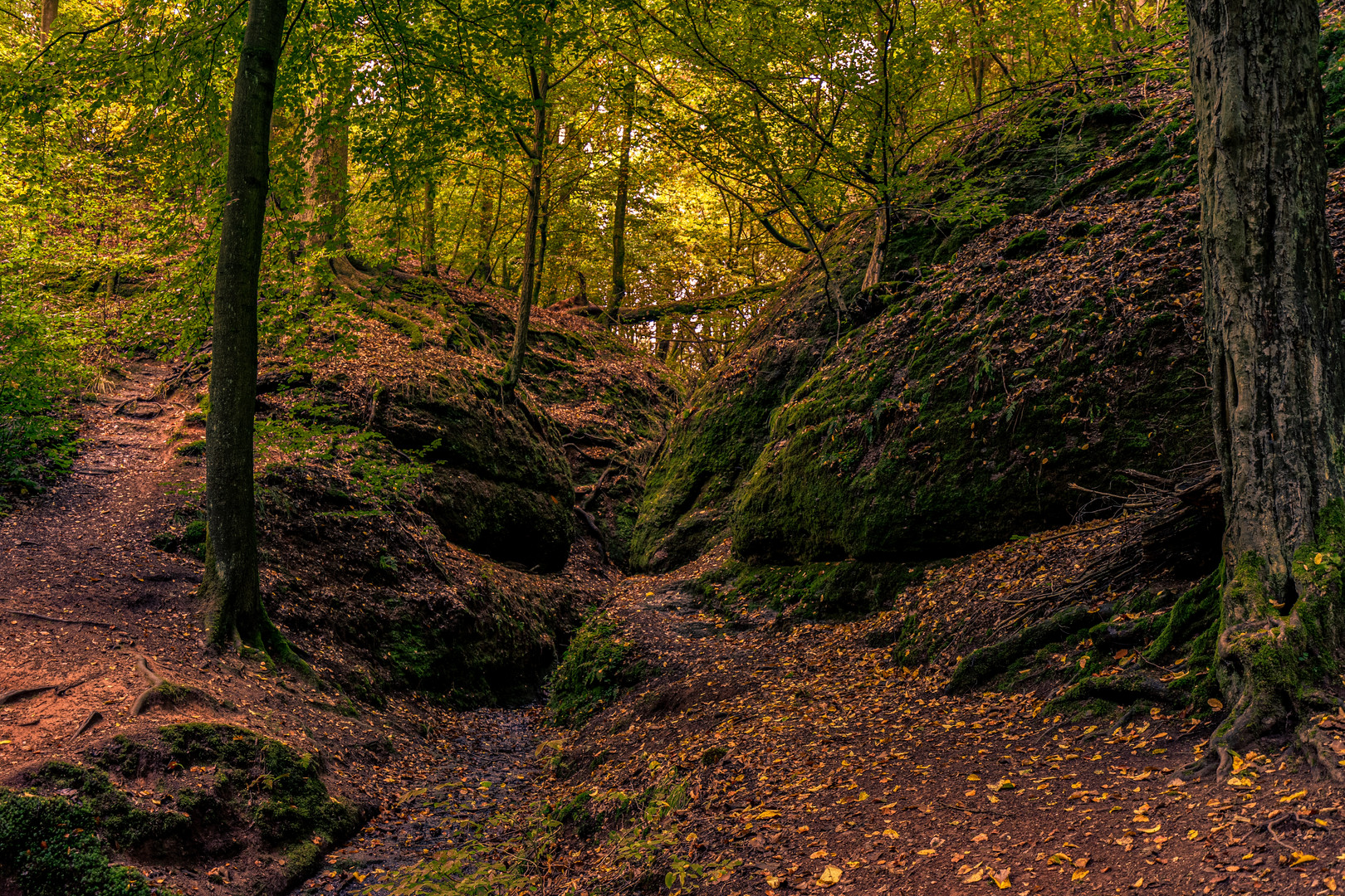 Herbstwald