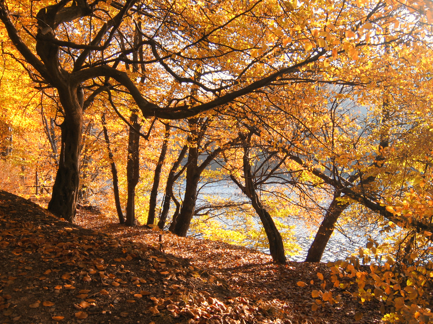 Herbstwald