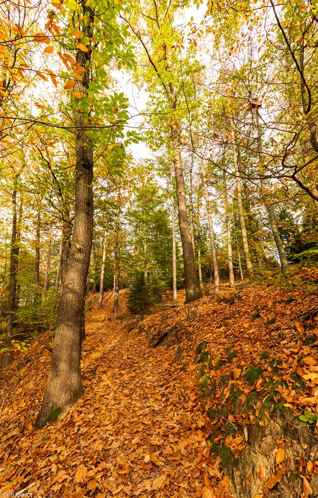 Herbstwald - Goldener Oktober (6)