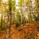 Herbstwald - Goldener Oktober (6)