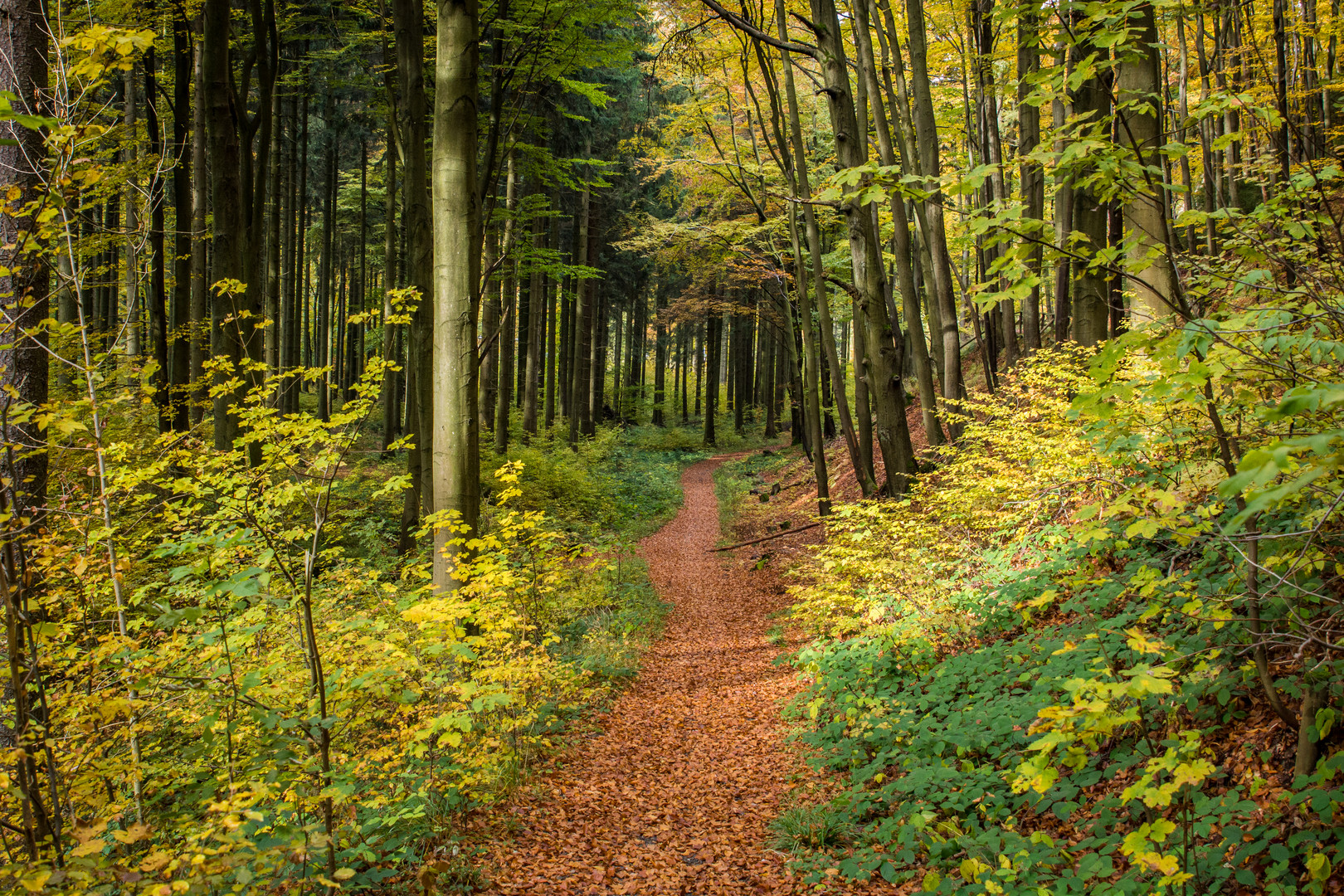 Herbstwald - Harz