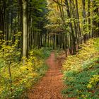 Herbstwald - Harz