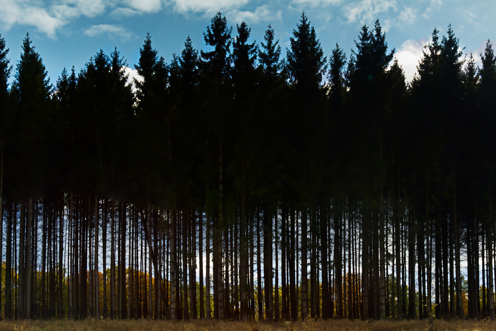 Herbstwald hinter "Gittern"