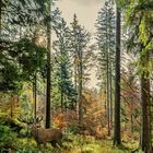 Herbstwald+ Hirsch