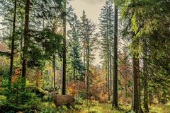Herbstwald+ Hirsch