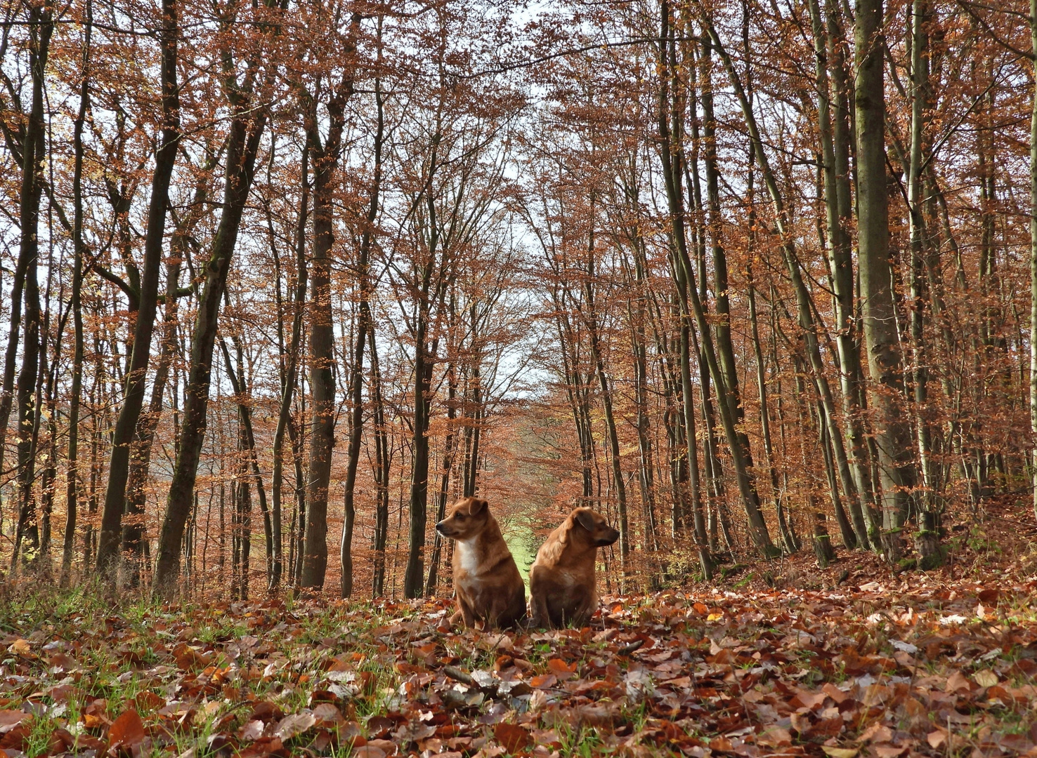 Herbstwald & Hunde_04