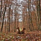 Herbstwald & Hunde_04