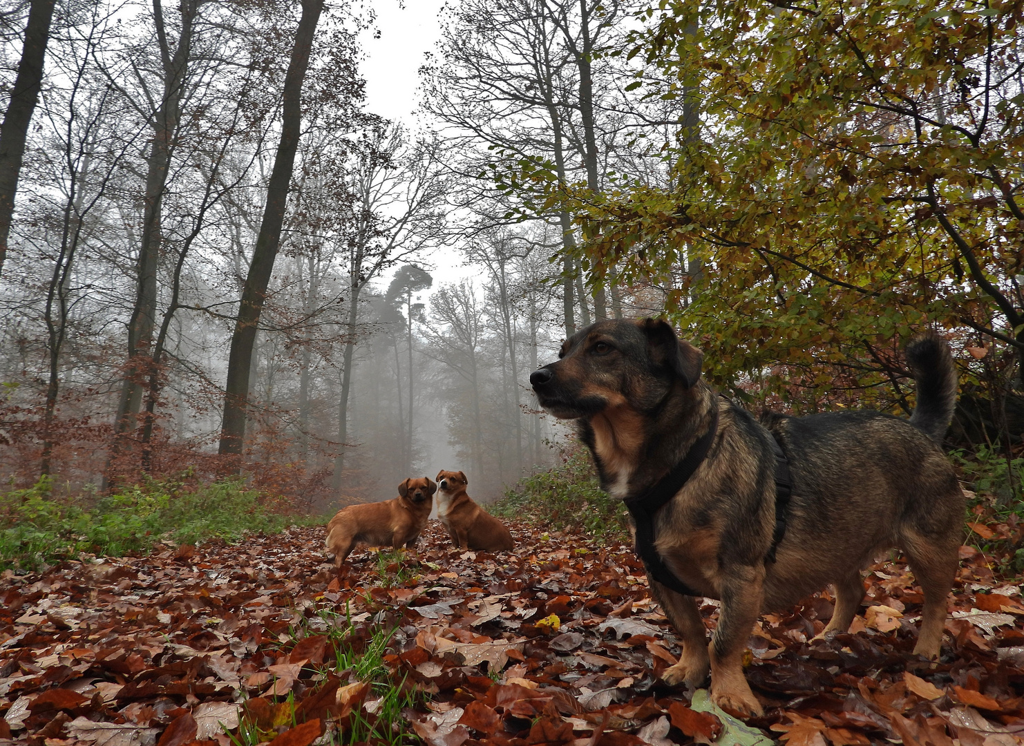 Herbstwald & Hunde_05