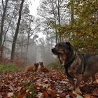 Herbstwald & Hunde_05