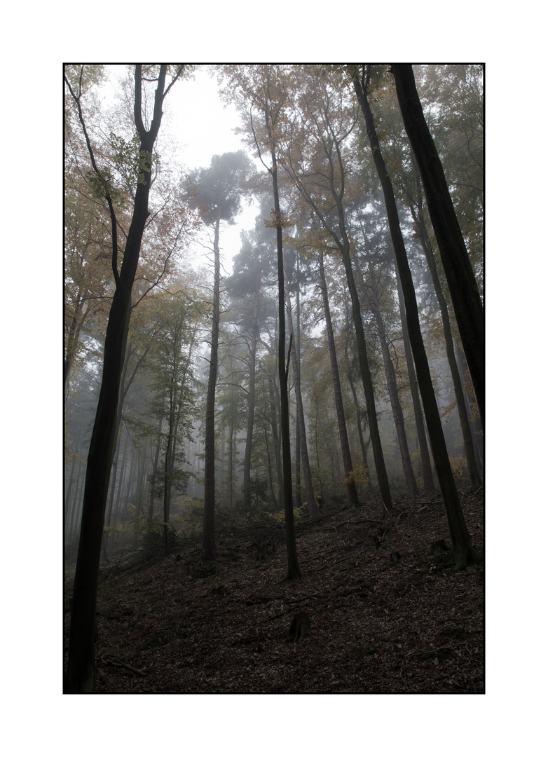 Herbstwald I