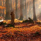 Herbstwald I