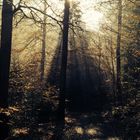 Herbstwald I